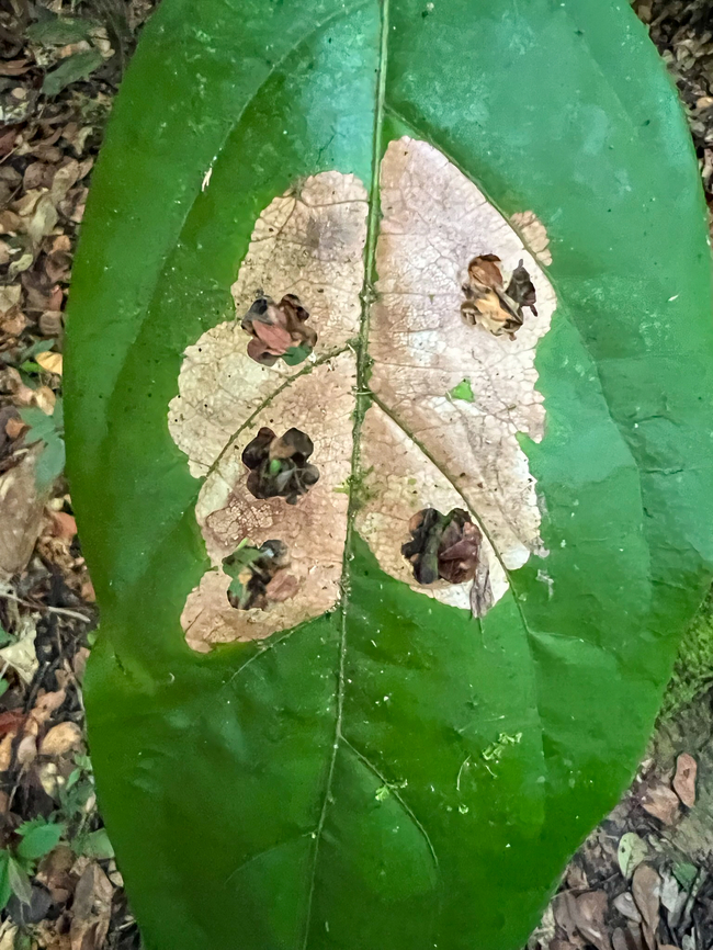 Leaf miner, Caquetá, Colombia  Amazon,Caquetá,Colombia,Colombia 2022,Geotagged,Peregrinos,South America,Winter,World