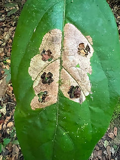Leaf miner, Caquet&aacute;, Colombia  Amazon,Caquet&aacute;,Colombia,Colombia 2022,Geotagged,Peregrinos,South America,Winter,World