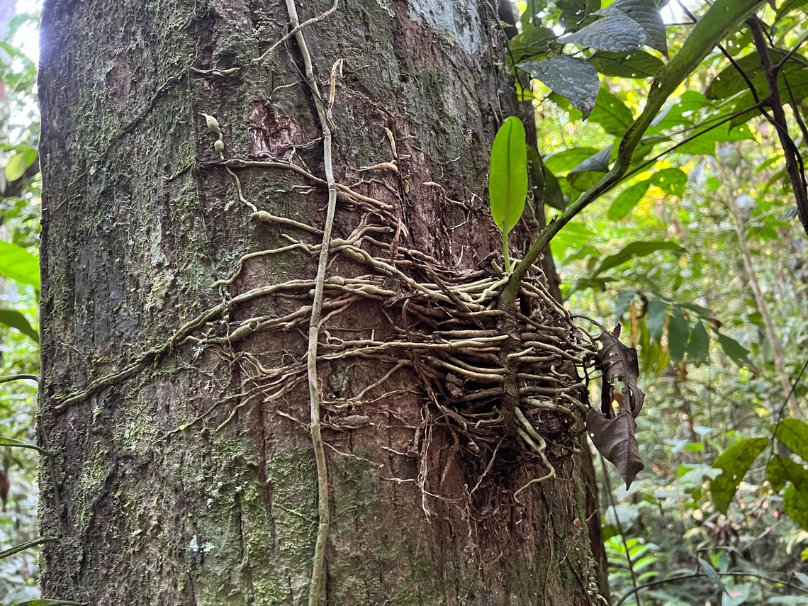 Epiphyte clinging roots, Caquet&aacute;, Colombia Epiphytes are plants that use another plant, typically a tree, as a physical support structure. This photo shows an example of clinging roots, which are used to secure the plant yet do not feed on the host. Caquet&aacute;,Colombia,Colombia 2022,Geotagged,Peregrinos,South America,Winter,World