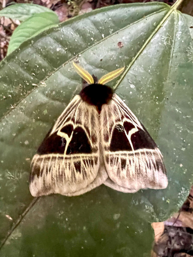 Dirphia appegyae, Caquet&aacute;, Colombia Found by day. Reference:<br />
<a href="https://leps.fieldguide.ai/figures?category=60f642c33c12ef10cbac1ac5" rel="nofollow">https://leps.fieldguide.ai/figures?category=60f642c33c12ef10cbac1ac5</a><br />
<br />
Quite an obscure species.<br />
<figure class="photo"><a href="https://www.jungledragon.com/image/143389/dirphia_appegyae_-_open_wings_caquet_colombia.html" title="Dirphia appegyae - open wings, Caquet&aacute;, Colombia"><img src="https://s3.amazonaws.com/media.jungledragon.com/images/2/143389_thumb.jpg?AWSAccessKeyId=05GMT0V3GWVNE7GGM1R2&Expires=1769040010&Signature=69MqKKMdEeXfKSurg57JRlmNZp0%3D" width="114" height="152" alt="Dirphia appegyae - open wings, Caquet&aacute;, Colombia Found by day. Reference:<br />
https://leps.fieldguide.ai/figures?category=60f642c33c12ef10cbac1ac5<br />
<br />
Quite an obscure species.<br />
https://www.jungledragon.com/image/143388/dirphia_appegyae_caquet_colombia.html Caquet&aacute;,Colombia,Colombia 2022,Dirphia appegyae,Geotagged,Peregrinos,South America,Winter,World" /></a></figure> Caquet&aacute;,Colombia,Colombia 2022,Dirphia appegyae,Geotagged,Peregrinos,South America,Winter,World