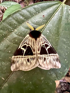Dirphia appegyae, Caquetá, Colombia Found by day. Reference:
https://leps.fieldguide.ai/figures?category=60f642c33c12ef10cbac1ac5

Quite an obscure species.
https://www.jungledragon.com/image/143389/dirphia_appegyae_-_open_wings_caquet_colombia.html Caquetá,Colombia,Colombia 2022,Dirphia appegyae,Geotagged,Peregrinos,South America,Winter,World