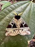 Dirphia appegyae, Caquetá, Colombia Found by day. Reference:<br />
https://leps.fieldguide.ai/figures?category=60f642c33c12ef10cbac1ac5<br />
<br />
Quite an obscure species.<br />
https://www.jungledragon.com/image/143389/dirphia_appegyae_-_open_wings_caquet_colombia.html Caquetá,Colombia,Colombia 2022,Dirphia appegyae,Geotagged,Peregrinos,South America,Winter,World