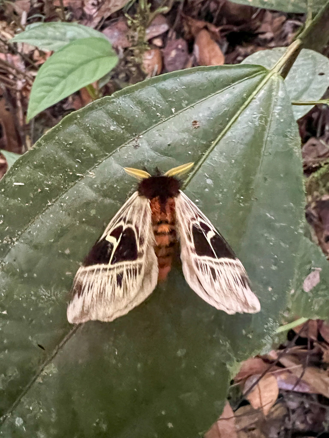 Dirphia appegyae - open wings, Caquet&aacute;, Colombia Found by day. Reference:<br />
<a href="https://leps.fieldguide.ai/figures?category=60f642c33c12ef10cbac1ac5" rel="nofollow">https://leps.fieldguide.ai/figures?category=60f642c33c12ef10cbac1ac5</a><br />
<br />
Quite an obscure species.<br />
<figure class="photo"><a href="https://www.jungledragon.com/image/143388/dirphia_appegyae_caquet_colombia.html" title="Dirphia appegyae, Caquet&aacute;, Colombia"><img src="https://s3.amazonaws.com/media.jungledragon.com/images/2/143388_thumb.jpg?AWSAccessKeyId=05GMT0V3GWVNE7GGM1R2&Expires=1769040010&Signature=xmEdEtx%2FwXOlRnTXcQgH02In3mI%3D" width="114" height="152" alt="Dirphia appegyae, Caquet&aacute;, Colombia Found by day. Reference:<br />
https://leps.fieldguide.ai/figures?category=60f642c33c12ef10cbac1ac5<br />
<br />
Quite an obscure species.<br />
https://www.jungledragon.com/image/143389/dirphia_appegyae_-_open_wings_caquet_colombia.html Caquet&aacute;,Colombia,Colombia 2022,Dirphia appegyae,Geotagged,Peregrinos,South America,Winter,World" /></a></figure> Caquet&aacute;,Colombia,Colombia 2022,Dirphia appegyae,Geotagged,Peregrinos,South America,Winter,World