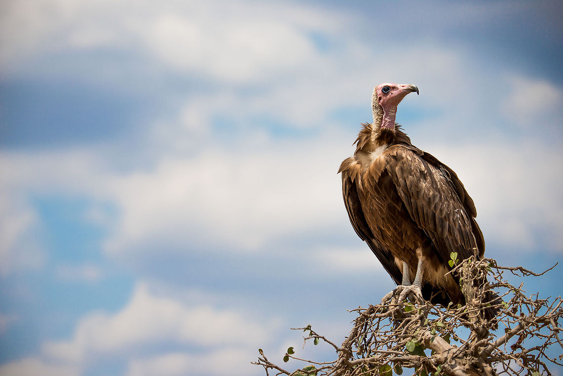 Proud-standing Hooded Vulture in Serengeti Not just standing proud, also awaiting leftovers from the 3 lions below her. Africa,Hooded Vulture,Necrosyrtes monachus,Serengeti Central,Serengeti National Park,Serengeti area,Tanzania