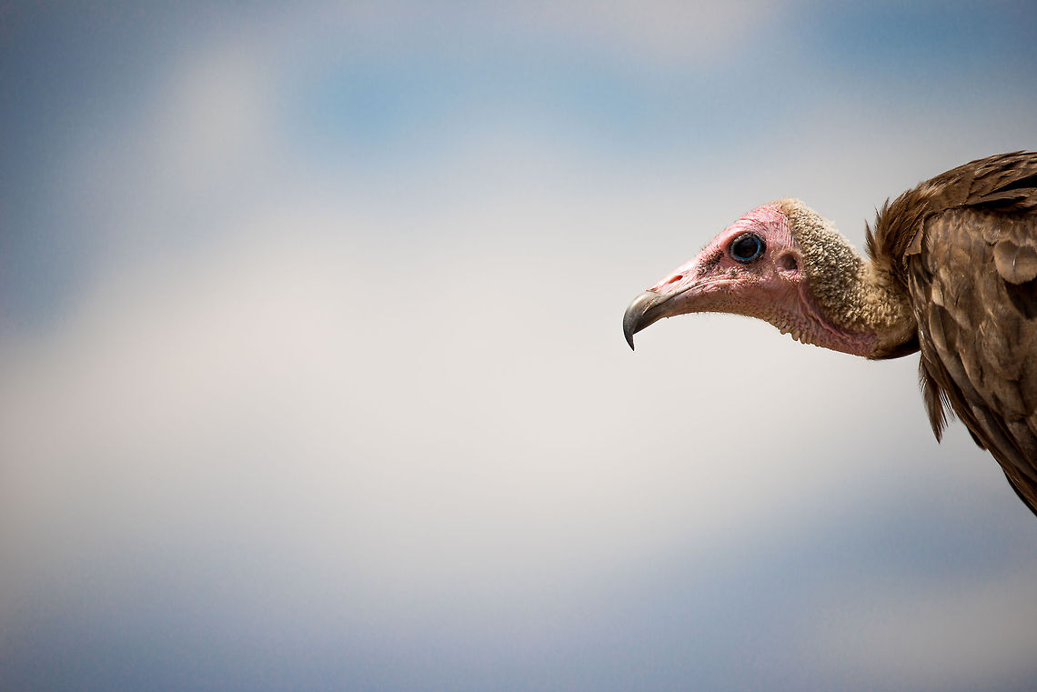 Hooded vulture head closeup in Central Serengeti Vultures are bald so that they can easily feed inside a carcass without making their feathers dirty. Africa,Hooded Vulture,Necrosyrtes monachus,Serengeti Central,Serengeti National Park,Serengeti area,Tanzania
