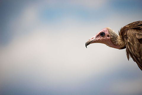 Hooded vulture head closeup in Central Serengeti Vultures are bald so that they can easily feed inside a carcass without making their feathers dirty. Africa,Hooded Vulture,Necrosyrtes monachus,Serengeti Central,Serengeti National Park,Serengeti area,Tanzania