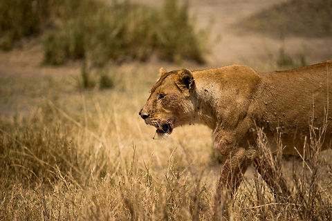 Scarred lioness on the move in the Serengeti This lioness has a significant wound at her nose, it is split open. She is on her way to a stream, to cool down, but also to try to get part of a Warthog kill from her sister. Africa,Lion,Panthera leo,Serengeti Central,Serengeti National Park,Serengeti area,Tanzania