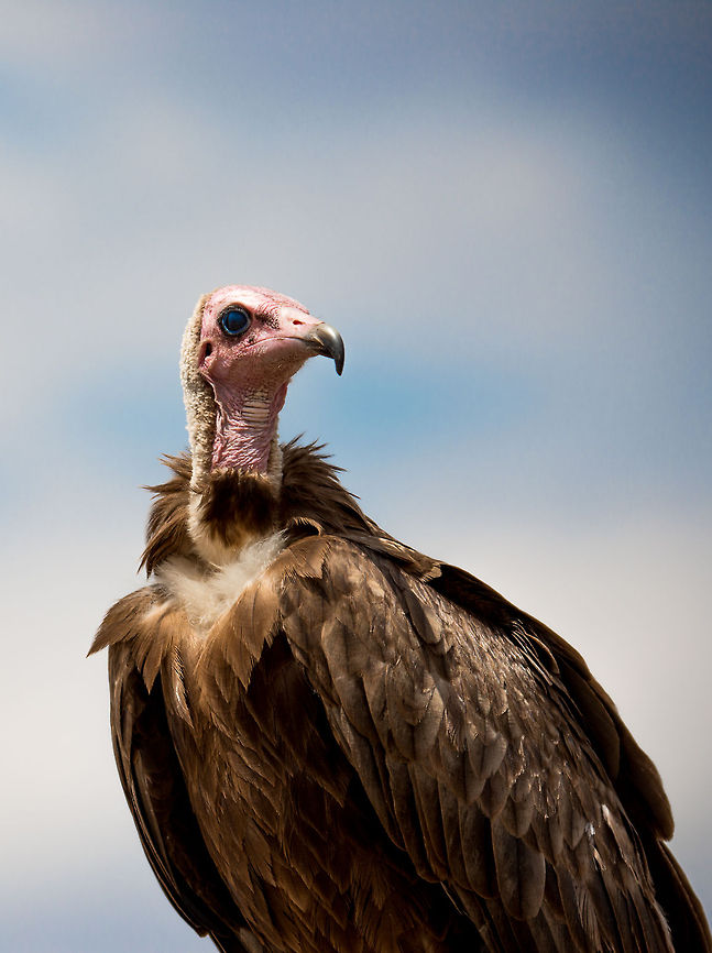 Hooded vulture frontal closeup in Central Serengeti This pictures was taken exactly at the moment where this vulture moved its membrane. These &quot;3rd eye lids&quot; are called &quot;nictitating membranes&quot;. Africa,Hooded Vulture,Necrosyrtes monachus,Serengeti Central,Serengeti National Park,Serengeti area,Tanzania