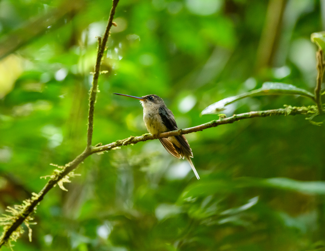 Straight-billed hermit - perched, Caquetá, Colombia Second day in a row where we saw this species. Amazon,Caquetá,Colombia,Colombia 2022,Geotagged,Peregrinos,Phaethornis bourcieri,South America,Straight-billed hermit,Winter,World