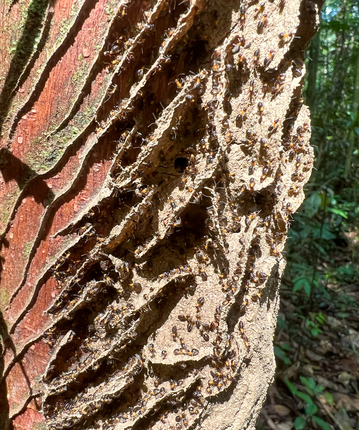 Termite nest under construction - closeup, Caquetá, Colombia <figure class="photo"><a href="https://www.jungledragon.com/image/143430/termite_nest_under_construction_caquet_colombia.html" title="Termite nest under construction, Caquet&aacute;, Colombia"><img src="https://s3.amazonaws.com/media.jungledragon.com/images/2/143430_thumb.jpg?AWSAccessKeyId=05GMT0V3GWVNE7GGM1R2&Expires=1759968010&Signature=DawLutpkfe%2B%2F%2BJyAELvJTx21l%2BA%3D" width="122" height="152" alt="Termite nest under construction, Caquet&aacute;, Colombia https://www.jungledragon.com/image/143429/termite_nest_under_construction_-_closeup_caquet_colombia.html Caquet&aacute;,Colombia,Colombia 2022,Geotagged,Peregrinos,South America,Winter,World" /></a></figure> Caquetá,Colombia,Colombia 2022,Geotagged,Peregrinos,South America,Winter,World