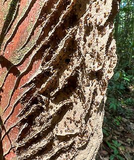 Termite nest under construction - closeup, Caquet&aacute;, Colombia https://www.jungledragon.com/image/143430/termite_nest_under_construction_caquet_colombia.html Caquet&aacute;,Colombia,Colombia 2022,Geotagged,Peregrinos,South America,Winter,World