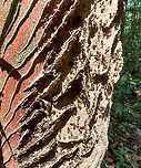Termite nest under construction - closeup, Caquetá, Colombia https://www.jungledragon.com/image/143430/termite_nest_under_construction_caquet_colombia.html Caquetá,Colombia,Colombia 2022,Geotagged,Peregrinos,South America,Winter,World