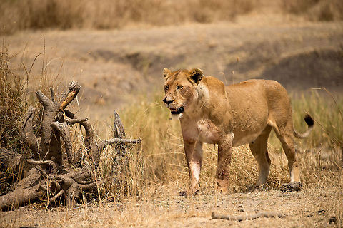 Lioness moving to stream in Serengeti This one can easily be recognized by its busted nose. It has just fed on a piece of Warthog, yet after finishing it is staring at here sister, who has taken the Warthog's head to the stream. Africa,Lion,Panthera leo,Serengeti Central,Serengeti National Park,Serengeti area,Tanzania