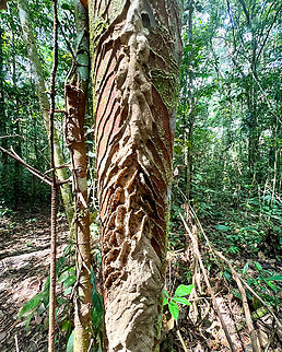 Termite nest under construction, Caquet&aacute;, Colombia https://www.jungledragon.com/image/143429/termite_nest_under_construction_-_closeup_caquet_colombia.html Caquet&aacute;,Colombia,Colombia 2022,Geotagged,Peregrinos,South America,Winter,World