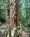 Termite nest under construction, Caquetá, Colombia https://www.jungledragon.com/image/143429/termite_nest_under_construction_-_closeup_caquet_colombia.html Caquetá,Colombia,Colombia 2022,Geotagged,Peregrinos,South America,Winter,World