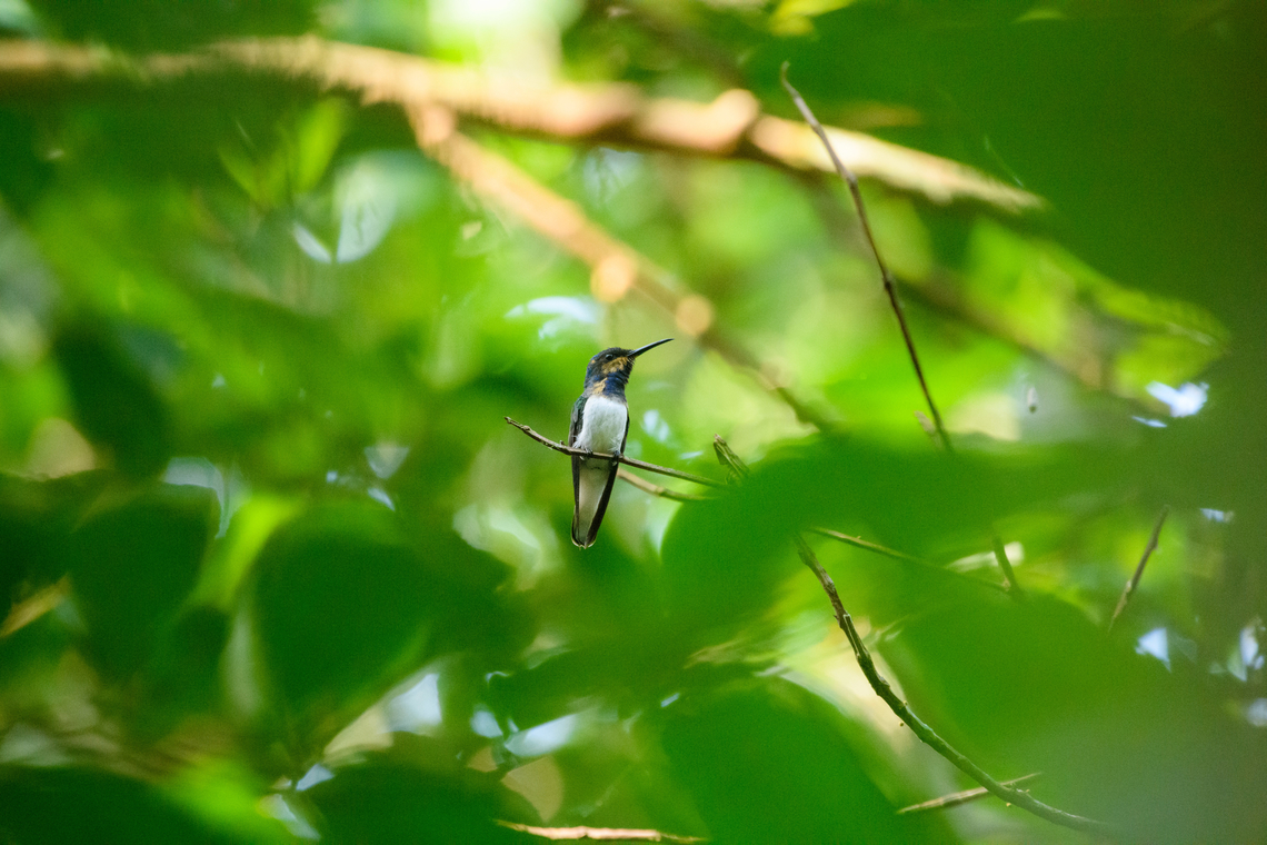 White-necked jacobin, Caquetá, Colombia Lots of discussion regarding this species ID. For now, most likely it is a White-necked jacobin. The yellow on the chin is to be ignored, it&#039;s pollen. Amazon,Caquetá,Colombia,Colombia 2022,Florisuga mellivora,Geotagged,Peregrinos,South America,White-necked jacobin,Winter,World