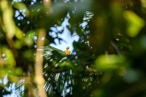 Blue-and-yellow Macaw, Caquetá, Colombia Peeking through the canopy. Amazon,Ara ararauna,Blue-and-yellow macaw,Caquetá,Colombia,Colombia 2022,Geotagged,Peregrinos,South America,Winter,World