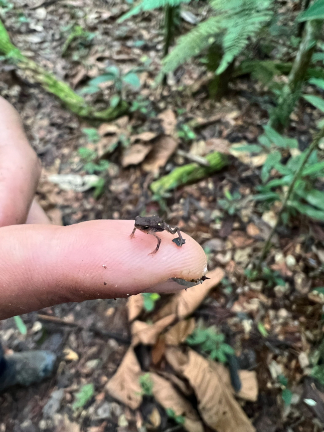 Fierce monster frog, Caquet&aacute;, Colombia  Colombia,Colombia 2022,Geotagged,Peregrinos,South America,Winter,World