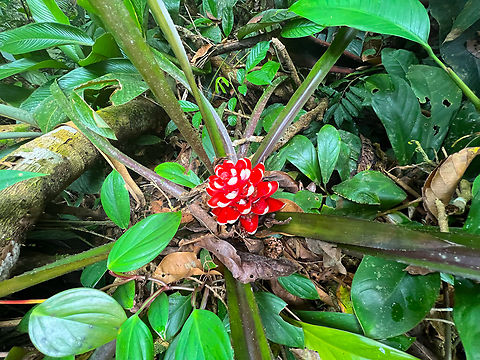 Aechmea poitaei - full plant, Caquetá, Colombia ID tentative. Another candidate is Aechmea nidularioides, but it looks significantly different to me.
https://www.jungledragon.com/image/143436/aechmea_poitaei_caquet_colombia.html
https://www.jungledragon.com/image/143435/aechmea_poitaei_-_flower_caquet_colombia.html Aechmea poitaei,Caquetá,Colombia,Colombia 2022,Geotagged,Peregrinos,South America,Winter,World