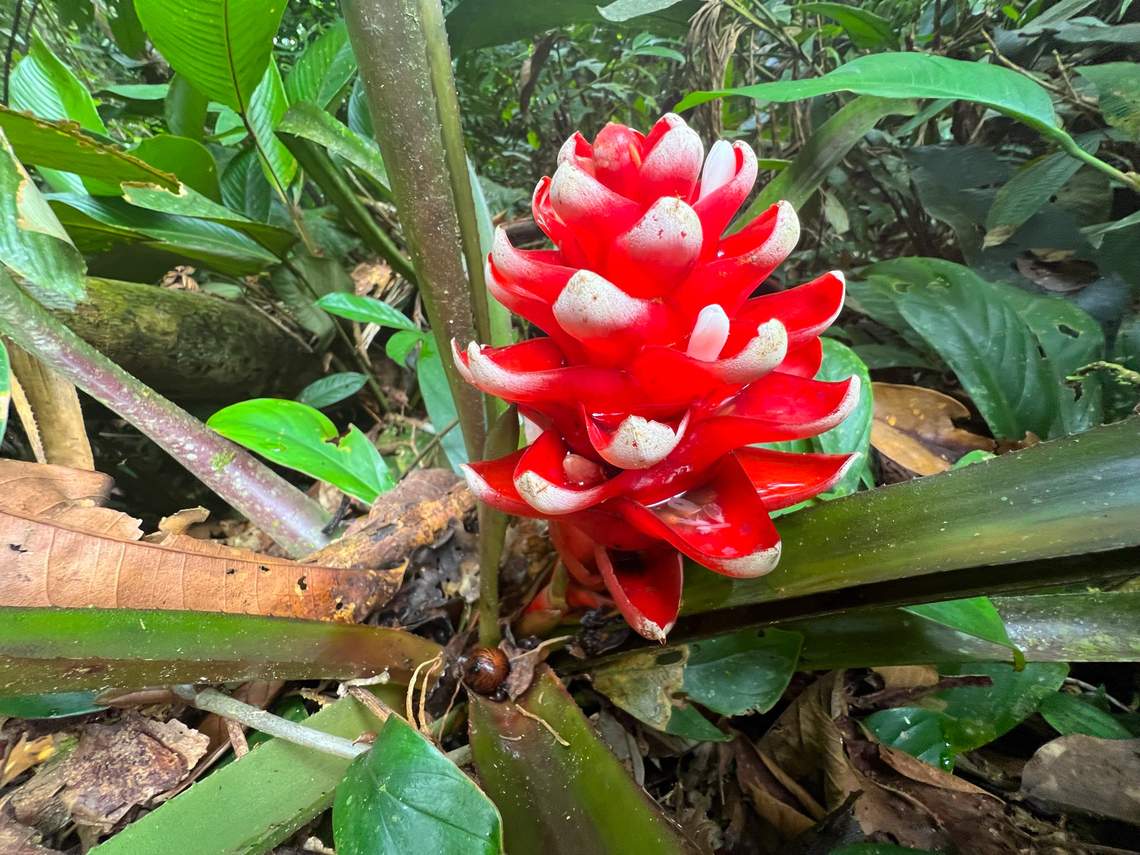 Aechmea poitaei - flower, Caquetá, Colombia ID tentative. Another candidate is Aechmea nidularioides, but it looks significantly different to me.<br />
<figure class="photo"><a href="https://www.jungledragon.com/image/143434/aechmea_poitaei_-_full_plant_caquet_colombia.html" title="Aechmea poitaei - full plant, Caquet&aacute;, Colombia"><img src="https://s3.amazonaws.com/media.jungledragon.com/images/2/143434_thumb.jpg?AWSAccessKeyId=05GMT0V3GWVNE7GGM1R2&Expires=1759968010&Signature=ZCYVEGsuTVChmMTW%2BgXT8aYmxow%3D" width="200" height="150" alt="Aechmea poitaei - full plant, Caquet&aacute;, Colombia ID tentative. Another candidate is Aechmea nidularioides, but it looks significantly different to me.<br />
https://www.jungledragon.com/image/143436/aechmea_poitaei_caquet_colombia.html<br />
https://www.jungledragon.com/image/143435/aechmea_poitaei_-_flower_caquet_colombia.html Aechmea poitaei,Caquet&aacute;,Colombia,Colombia 2022,Geotagged,Peregrinos,South America,Winter,World" /></a></figure><br />
<figure class="photo"><a href="https://www.jungledragon.com/image/143436/aechmea_poitaei_caquet_colombia.html" title="Aechmea poitaei, Caquet&aacute;, Colombia"><img src="https://s3.amazonaws.com/media.jungledragon.com/images/2/143436_thumb.jpg?AWSAccessKeyId=05GMT0V3GWVNE7GGM1R2&Expires=1759968010&Signature=BtFXpR2VmCGD1ukI%2Btbo7fupo%2Fk%3D" width="200" height="150" alt="Aechmea poitaei, Caquet&aacute;, Colombia ID tentative. Another candidate is Aechmea nidularioides, but it looks significantly different to me.<br />
https://www.jungledragon.com/image/143434/aechmea_poitaei_-_full_plant_caquet_colombia.html<br />
https://www.jungledragon.com/image/143435/aechmea_poitaei_-_flower_caquet_colombia.html Aechmea poitaei,Colombia,Colombia 2022,Geotagged,Peregrinos,South America,Winter,World" /></a></figure> Aechmea poitaei,Caquetá,Colombia,Colombia 2022,Geotagged,Peregrinos,South America,Winter,World