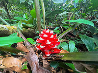 Aechmea poitaei, Caquet&aacute;, Colombia ID tentative. Another candidate is Aechmea nidularioides, but it looks significantly different to me.<br />
https://www.jungledragon.com/image/143434/aechmea_poitaei_-_full_plant_caquet_colombia.html<br />
https://www.jungledragon.com/image/143435/aechmea_poitaei_-_flower_caquet_colombia.html Aechmea poitaei,Colombia,Colombia 2022,Geotagged,Peregrinos,South America,Winter,World