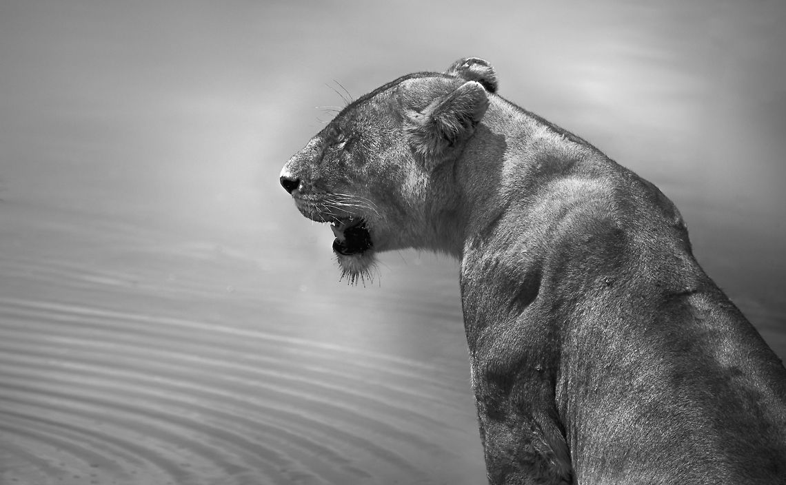Lioness in full sun, Serengeti At the hottest time of day in the Serengeti, this lioness is cooling down at a small stream. Africa,Lion,Panthera leo,Serengeti Central,Serengeti National Park,Serengeti area,Tanzania
