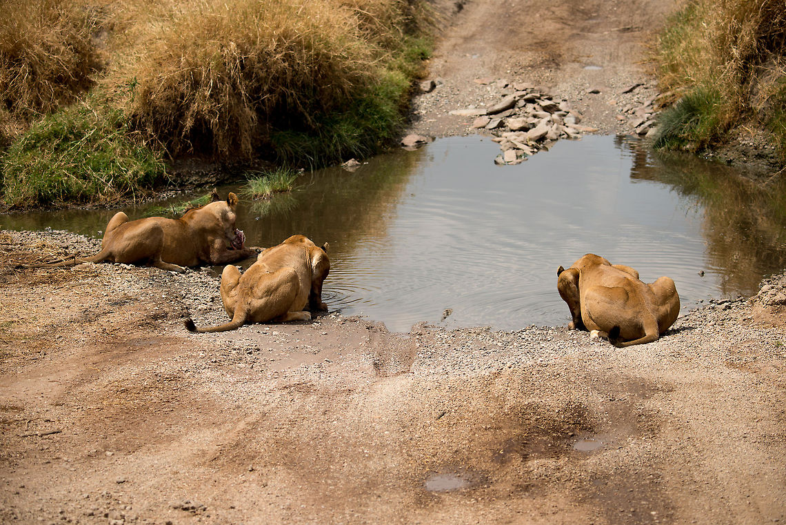 Lionesses blocking Serengeti path We were destined to cross this little stream, but it looked like we weren&#039;t getting anywhere for a while. That&#039;s OK though, this is obviously where we came for. The left lioness is the dominant one, feeding on a Warthog head. The other 2 are just pretending to be interested in drinking, they really want the head. Africa,Lion,Panthera leo,Serengeti Central,Serengeti National Park,Serengeti area,Tanzania