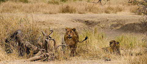 Lionesses slow to respond to sister's kill, Serengeti Finally, after 10 minutes these two lionesses realize that their sister has taken the best part of their fresh kill, a Warthog, to the stream.  Africa,Geotagged,Lion,Panthera leo,Serengeti Central,Serengeti National Park,Serengeti area,Tanzania