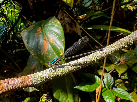 Blue Damselfy, Caquet&aacute;, Colombia Argia sp. female. Quite a few species candidates, so I'll try to get an expert involved. Caquet&aacute;,Colombia,Colombia 2022,Geotagged,Peregrinos,South America,Winter,World