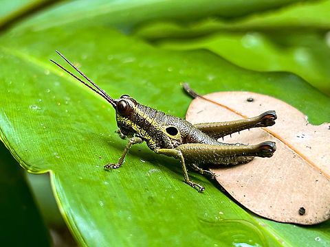 Conspicuous Ommatolampis, Caquet&aacute;, Colombia  Caquet&aacute;,Colombia,Colombia 2022,Conspicuous Ommatolampis,Geotagged,Ommatolampis perspicillata,Peregrinos,South America,Winter,World