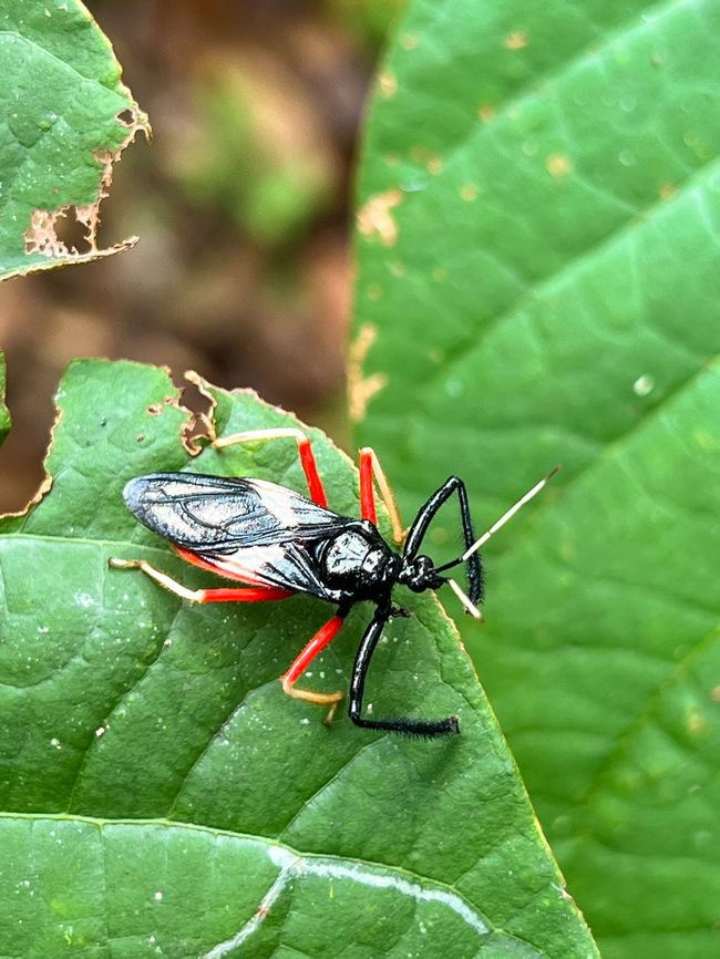 Calliclopius nigripes, Caquet&aacute;, Colombia Quick smartphone photo. Calliclopius nigripes,Caquet&aacute;,Colombia,Colombia 2022,Geotagged,Peregrinos,South America,Winter,World