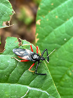 Calliclopius nigripes, Caquet&aacute;, Colombia Quick smartphone photo. Calliclopius nigripes,Caquet&aacute;,Colombia,Colombia 2022,Geotagged,Peregrinos,South America,Winter,World