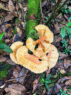 Fungus growing on log, Caquetá, Colombia Laetiporus sp. Caquetá,Colombia,Colombia 2022,Geotagged,Peregrinos,South America,Winter,World
