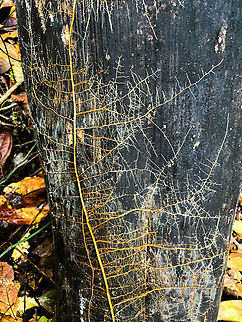 Clinging roots network, Caquet&aacute;, Colombia  Caquet&aacute;,Colombia,Colombia 2022,Geotagged,Peregrinos,South America,Winter,World