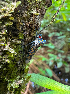 Proconia marmorata, Caquet&aacute;, Colombia  Caquet&aacute;,Colombia,Colombia 2022,Geotagged,Peregrinos,Proconia marmorata,South America,Winter,World