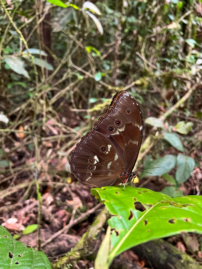 Morpho menelaus, Caquetá, Colombia  Caquetá,Colombia,Colombia 2022,Geotagged,Morpho menelaus,Peregrinos,South America,Winter,World