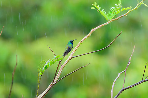 Green-breasted mango, Caquetá,Colombia Male, showering. Amazon,Anthracothorax prevostii,Caquetá,Colombia,Colombia 2022,Geotagged,Green-breasted mango,Peregrinos,South America,Winter,World