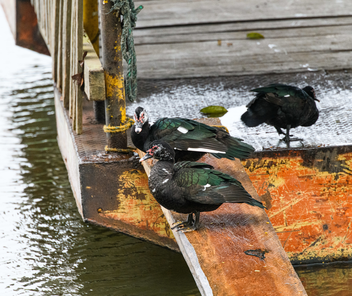 Muscovy ducks, Caquetá, Colombia This is the wild species, the much more common domesticated species is called Cairina moschata var. domestica. Amazon,Cairina moschata,Caquetá,Colombia,Colombia 2022,Geotagged,Muscovy duck,Peregrinos,South America,Winter,World