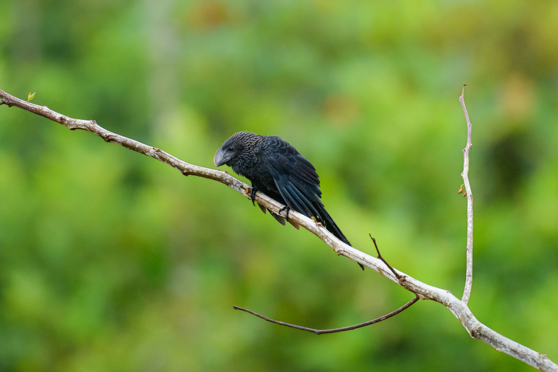 Smooth-billed Ani, Caquetá, Colombia  Amazon,Caquetá,Colombia,Colombia 2022,Crotophaga ani,Geotagged,Peregrinos,Smooth-billed ani,South America,Winter,World