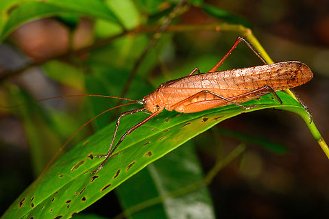 Largey Katydid, Caquetá, Colombia  Amazon,Caquetá,Colombia,Colombia 2022,Geotagged,Peregrinos,South America,Winter,World