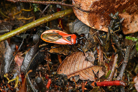 Brontostoma basalis on forest floor, Caquetá, Colombia  Amazon,Brontostoma basalis,Caquetá,Colombia,Colombia 2022,Geotagged,Peregrinos,South America,Winter,World