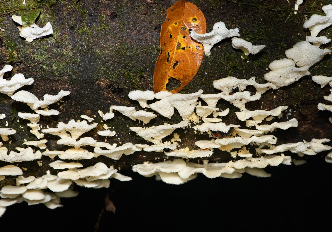 White fungi on fallen tree, Caquetá, Colombia For the zoomers: quite a few bugs in there :) Amazon,Caquetá,Colombia,Colombia 2022,Favolus brasiliensis,Geotagged,Peregrinos,South America,Winter,World