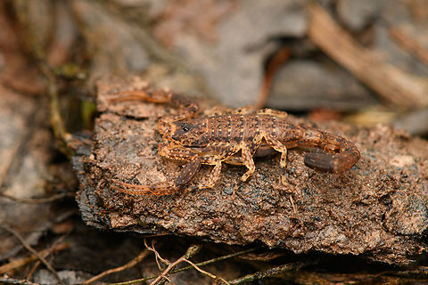 Small scorpion, Caquetá, Colombia Tityus sp., I think. Tityus guane looks very close. Amazon,Caquetá,Colombia,Colombia 2022,Geotagged,Peregrinos,South America,Winter,World