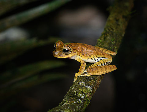 Boana steinbachi, Caquetá, Colombia Tentative ID. Amazon,Boana steinbachi,Caquetá,Colombia,Colombia 2022,Geotagged,Peregrinos,Sara Tree Frog,South America,Winter,World