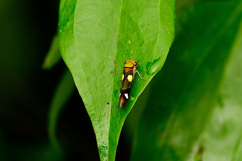 Dilobopterus exaltatus, Caquet&aacute;, Colombia Not entirely in focus, but a pretty obscure species with few photos online. Amazon,Caquet&aacute;,Colombia,Colombia 2022,Dilobopterus exaltatus,Geotagged,Peregrinos,South America,Winter,World