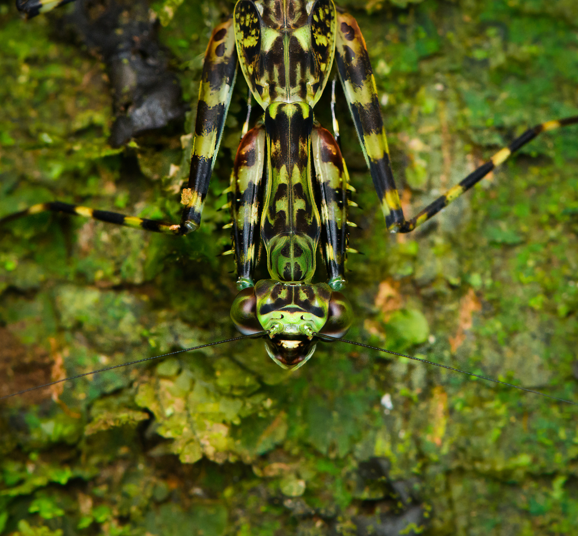 Lichen Mantis - closeup, Caquet&aacute;, Colombia <figure class="photo"><a href="https://www.jungledragon.com/image/143589/lichen_mantis_caquet_colombia.html" title="Lichen Mantis, Caquet&aacute;, Colombia"><img src="https://s3.amazonaws.com/media.jungledragon.com/images/2/143589_thumb.jpg?AWSAccessKeyId=05GMT0V3GWVNE7GGM1R2&Expires=1769040010&Signature=QH6v6CFMZTnVJ%2FrwdONNB261TFA%3D" width="200" height="186" alt="Lichen Mantis, Caquet&aacute;, Colombia Note the antennae so long as to escape the frame. A master of ambush like any praying mantis, yet these also run and chase, similar to a huntsman spider.<br />
https://www.jungledragon.com/image/143588/lichen_mantis_-_closeup_caquet_colombia.html Amazon,Caquet&aacute;,Colombia,Colombia 2022,Geotagged,Liturgusa maya,Mayan Lichen Mantis,Peregrinos,South America,Winter,World" /></a></figure> Amazon,Caquet&aacute;,Colombia,Colombia 2022,Geotagged,Liturgusa maya,Mayan Lichen Mantis,Peregrinos,South America,Winter,World