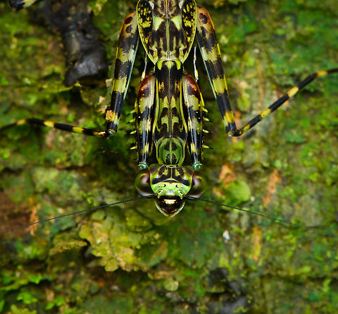 Lichen Mantis - closeup, Caquet&aacute;, Colombia https://www.jungledragon.com/image/143589/lichen_mantis_caquet_colombia.html Amazon,Caquet&aacute;,Colombia,Colombia 2022,Geotagged,Liturgusa maya,Mayan Lichen Mantis,Peregrinos,South America,Winter,World