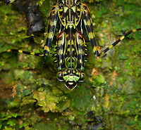 Lichen Mantis - closeup, Caquet&aacute;, Colombia https://www.jungledragon.com/image/143589/lichen_mantis_caquet_colombia.html Amazon,Caquet&aacute;,Colombia,Colombia 2022,Geotagged,Liturgusa maya,Mayan Lichen Mantis,Peregrinos,South America,Winter,World
