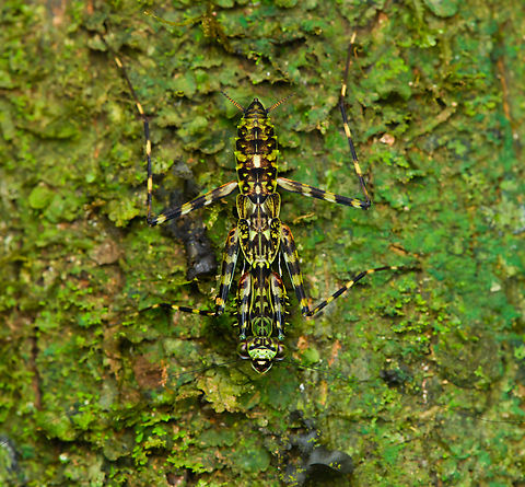 Lichen Mantis, Caquetá, Colombia Note the antennae so long as to escape the frame. A master of ambush like any praying mantis, yet these also run and chase, similar to a huntsman spider.
https://www.jungledragon.com/image/143588/lichen_mantis_-_closeup_caquet_colombia.html Amazon,Caquetá,Colombia,Colombia 2022,Geotagged,Liturgusa maya,Mayan Lichen Mantis,Peregrinos,South America,Winter,World