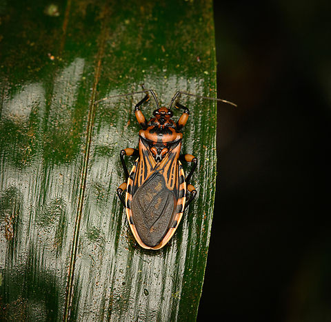 Millipede Assassin Bug, Caquetá,Colombia Subfamily Ectrichodiinae. I think I looked at every single assassin bug from South America, but at best partial matches.
Update: Pothea jaguaris according to experts in a FB assassin bug group. Amazon,Caquetá,Colombia,Colombia 2022,Geotagged,Peregrinos,Pothea jaguaris,South America,Winter,World